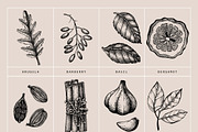 BUNDLE - Vector Herbs & Spices, a Food Illustration by Yevheniia (Thumbnail 10 of 12)