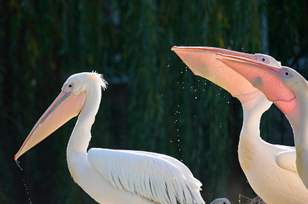 A flock of white pelicans eats fish on a pond, an Animal Photo by ndanko