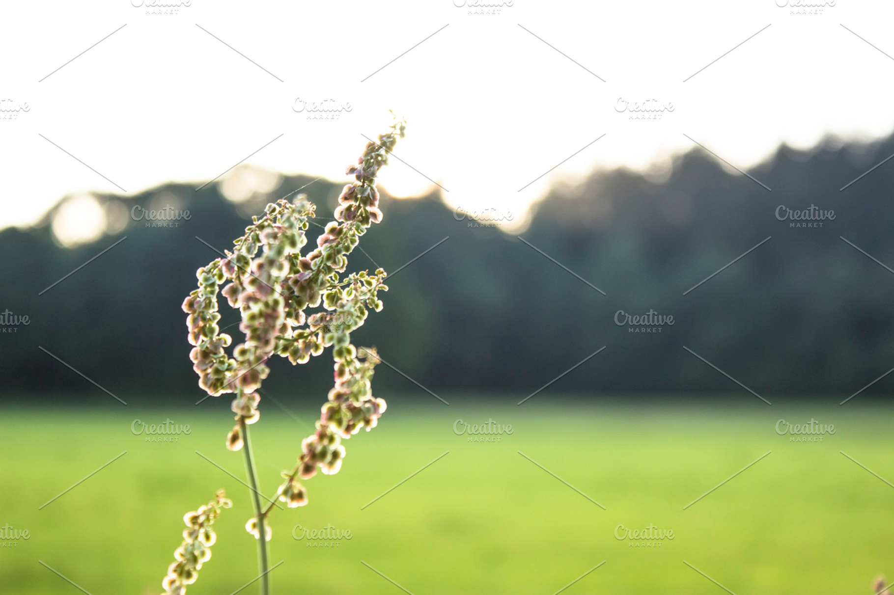 Backlight Summer Containing Depth Of Field Grass And Green