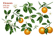 Oranges flowers and fruits clip art, a Food Illustration by Alena Sid (Thumbnail 2 of 14)