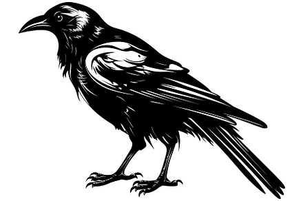 Crow Black and White, an Illustration by Malchev