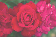 Rose Garden Photo Pack, a Templates & Theme by c l a r a X Y (Thumbnail 6 of 6)
