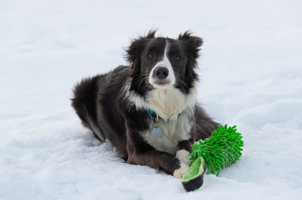 Dog border collie on a walk in winte containing outdoor, animal, and dog, an Animal Photo by oleghz