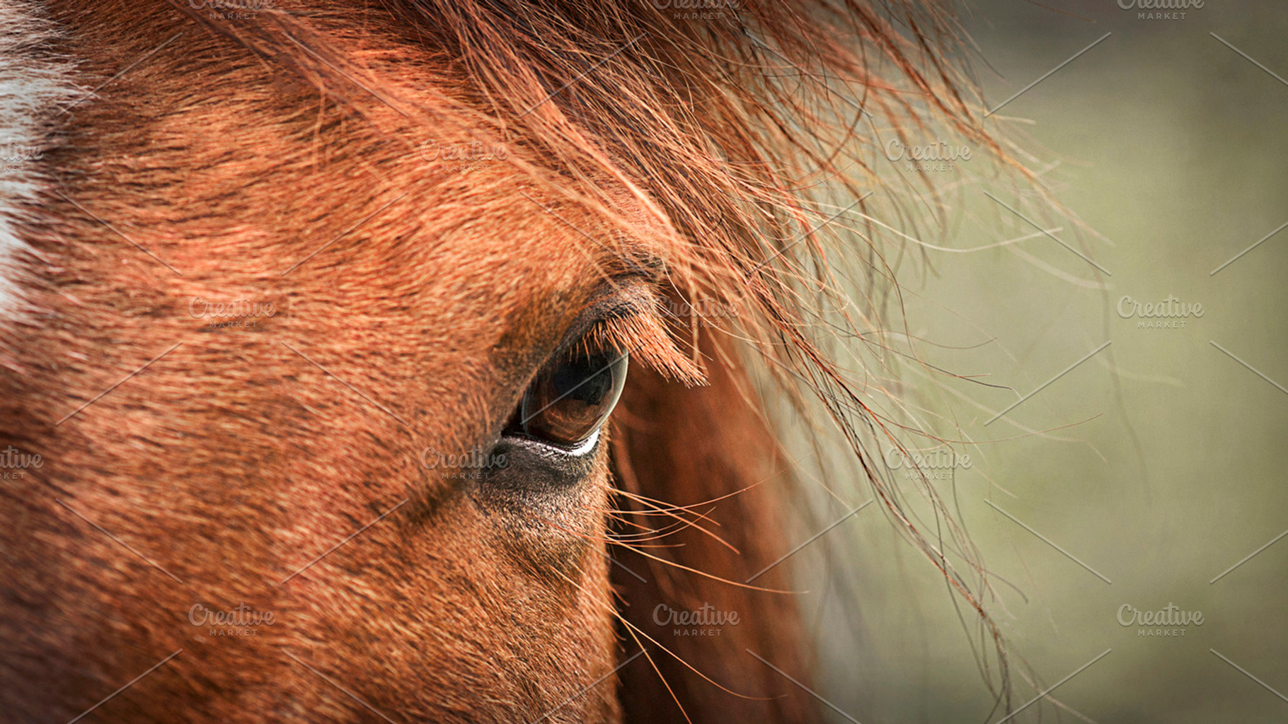 Soul Window, an Animal Photo by Shoey Photography