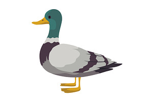 City bird, icon. European colorful, an Animal Illustration by the8monkey