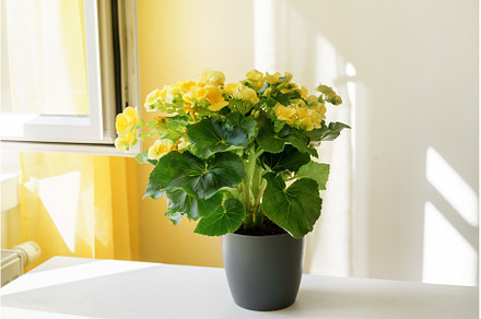 Close up of beautiful yellow plant, a Nature Photo by Yummypic