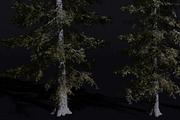 The Sabalpine Fir Tree, a Plants & Tree 3D Model by FuturePastCreatives (Thumbnail 3 of 6)