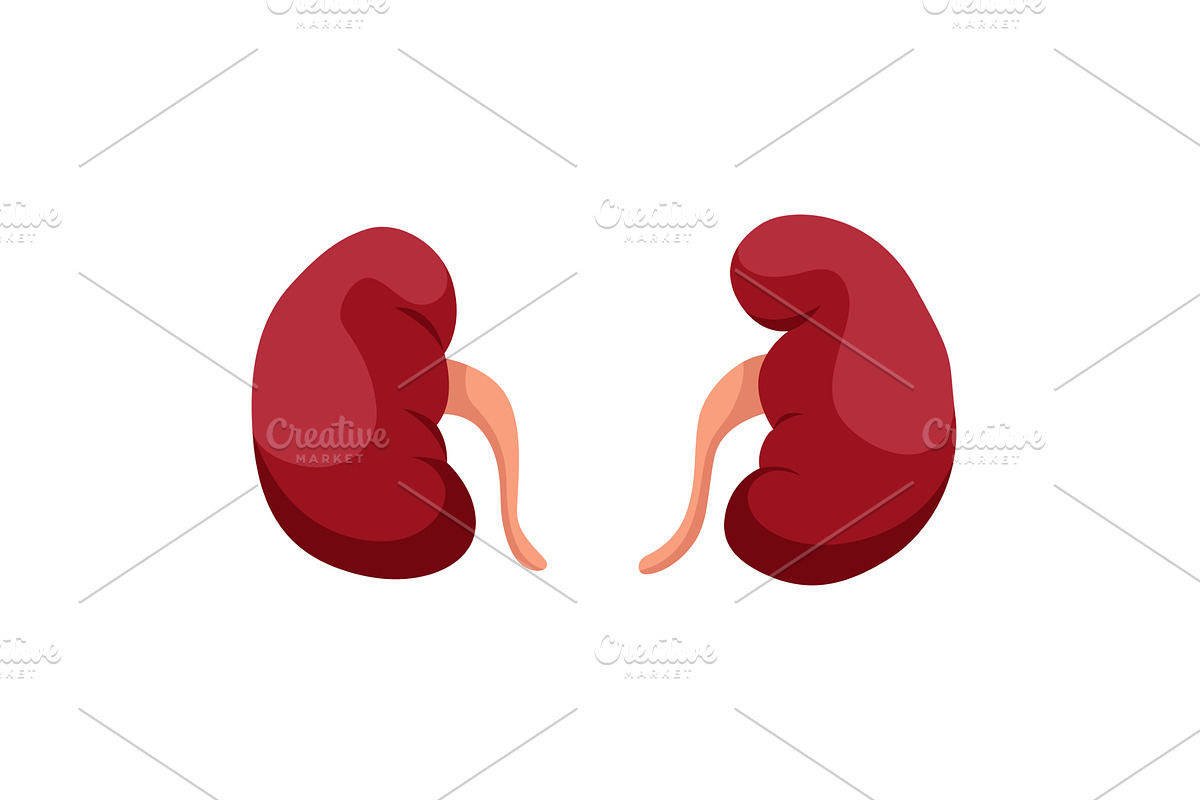Internal human body organ -, an Object Illustration by Things for designers