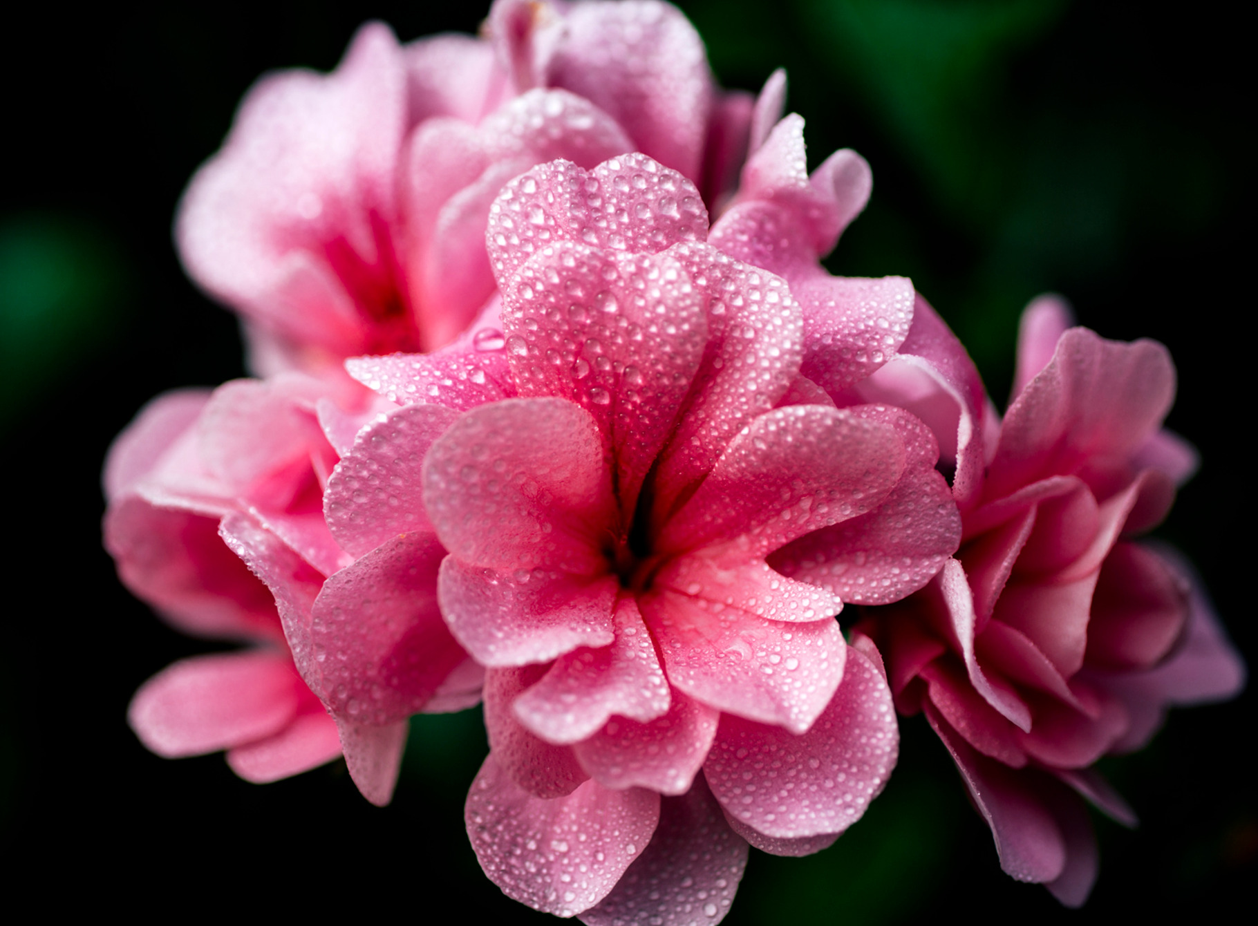 Pink flower featuring background, beautiful, and beauty, a Nature Photo by MarcoGovel