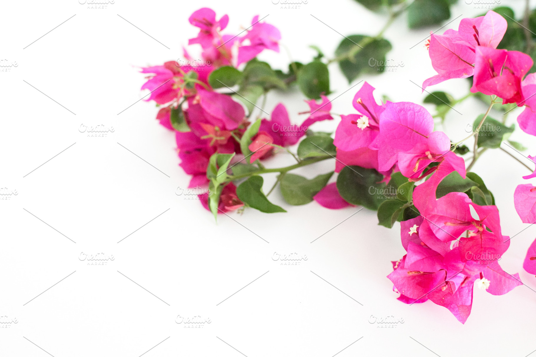 Bougainvillea stock photo 002 containing styled stock, styled stock, a Nature Photo by Rosemary Watson | Stock