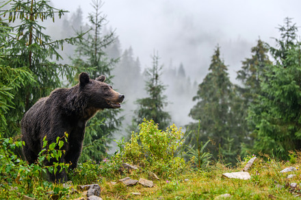 Wild Brown Bear in the summer forest. Animal in natural habitat., an Animal Photo by Byrdyak
