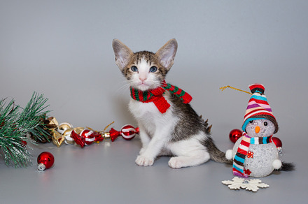 Small  oriental kitten in a red scarf