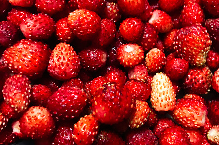 Close-up of fresh wild strawberries with vibrant red color, a Photo by AS photostudio
