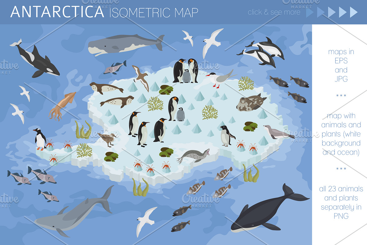 Antarctica isometric flora and fauna, an Animal Illustration by pet design shop (Photo 1 of 5)