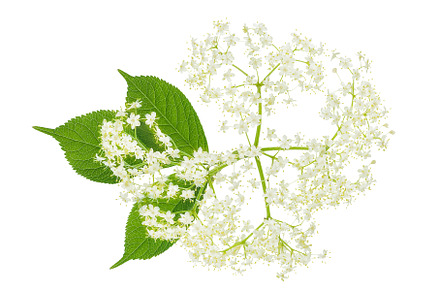 Elderberry flower or Sambucus nigra, a Nature Photo by NataPhoto