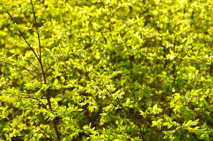 Full frame image of dense lime green shrub with young leaves in late spring or