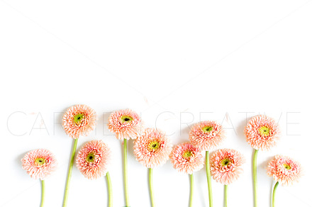 Floral Stock Photography