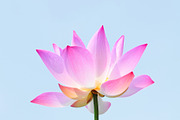 Pink Lotus Flower Wall Art, a Wallpaper Photo by VietArtworks (Thumbnail 6 of 6)