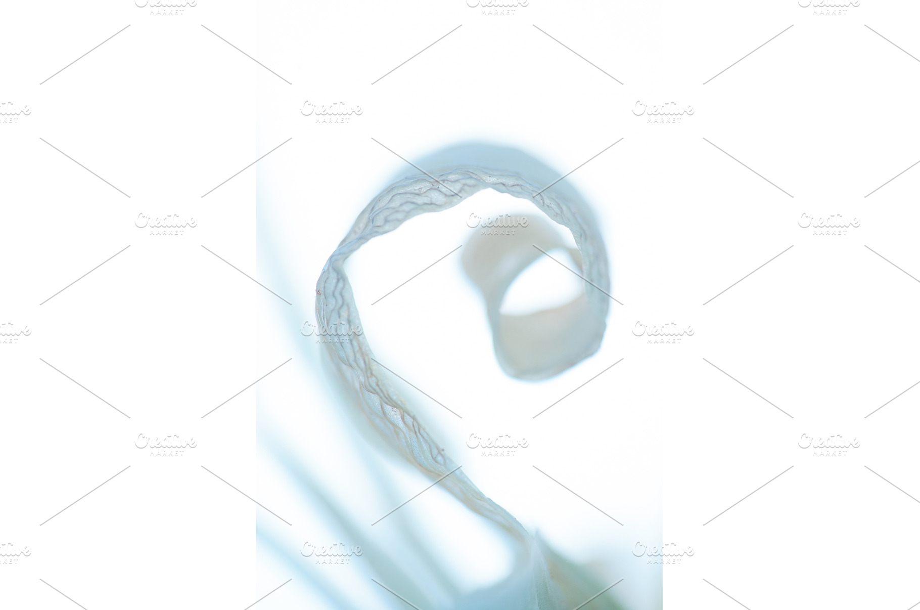 Delicate Spiral: Abstract Beauty of, a Nature Photo by Rohan Photography