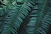 Tropic | Tropical Green Photo Bundle, a Nature Photo by MDSN Design (Thumbnail 8 of 16)