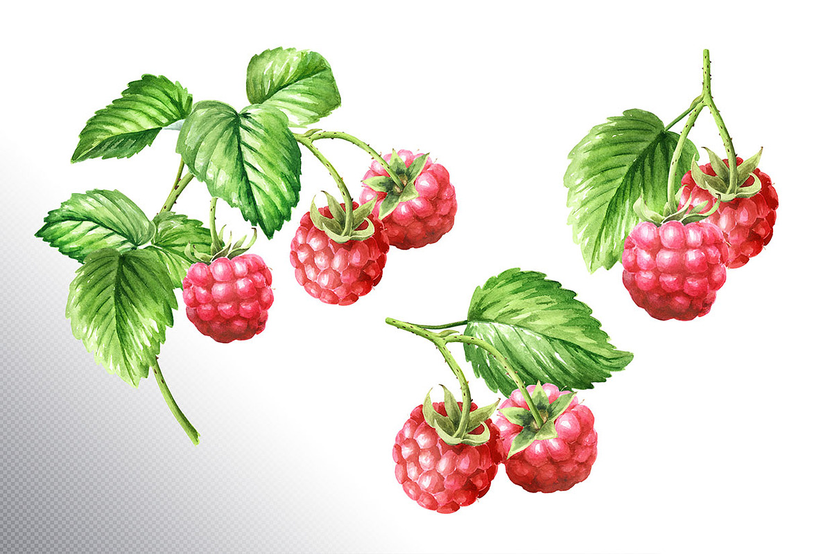 Summer Raspberries. Watercolor set, a Food Illustration by Daria Ustiugova (Photo 14 of 26)