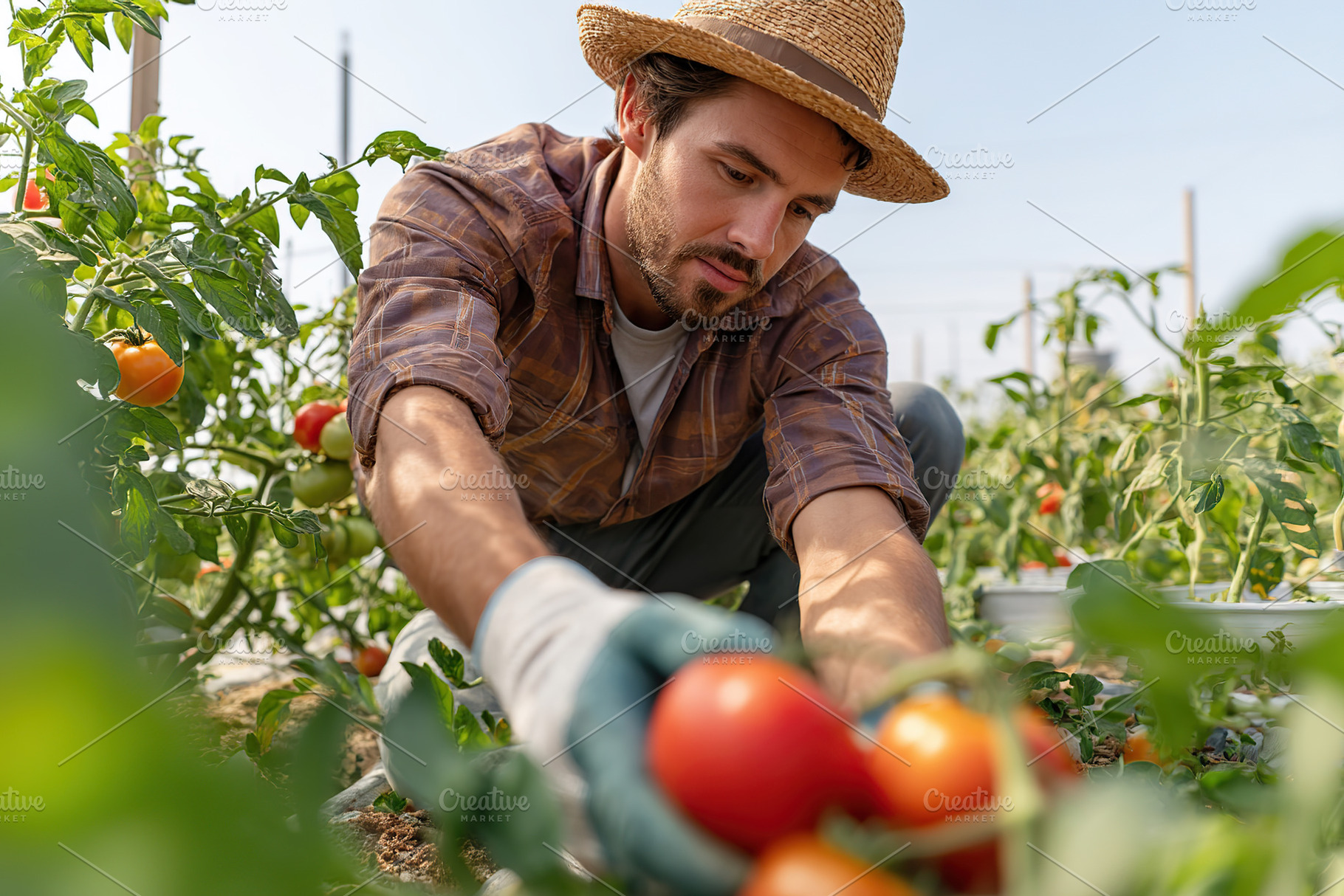 Man harvests ripe tomatoes in a vibrant vegetable garden during a sunny day, a Food & Drink Photo by AlyaAnd