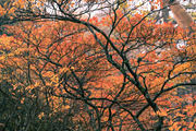 Japan Alpine Autumn & Misty Forests, a Nature Photo by Silent Nature (Thumbnail 4 of 5)