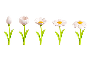Daisy plastic flower flourish step, a Plants & Tree 3D Model by YuliiaOsadcha