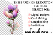 Spring Cosmos Flower Clipart, an Illustration by Daily.Designs (Thumbnail 2 of 6)