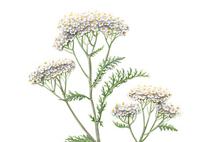 Yarrow Pencil Illustration