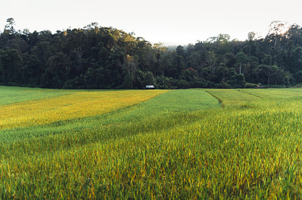evening rice fields in the countryside, a Nature Photo by Art Rachen