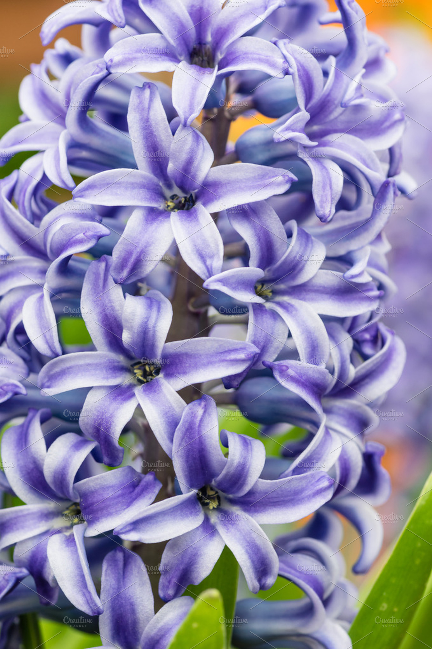 Blue Hyacinth Flower In Full Bloom