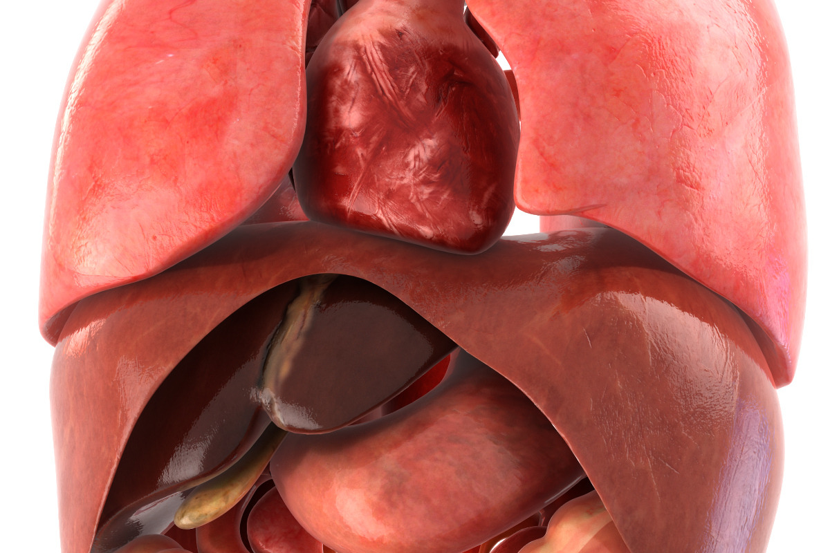 Human internal organs, a Characters & Person 3D Model by konstantin.ermolaev (Photo 11 of 46)