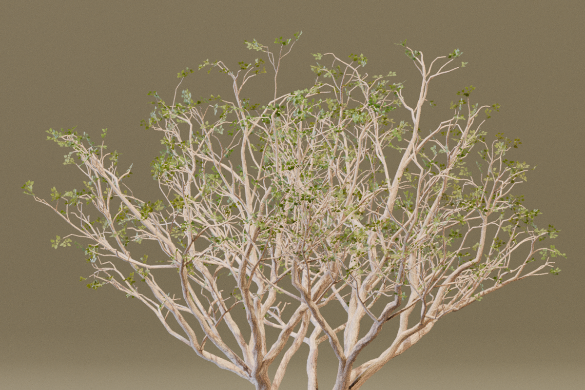 The Red Coral Tree, a Plants & Tree 3D Model by FuturePastCreatives (Photo 1 of 8)
