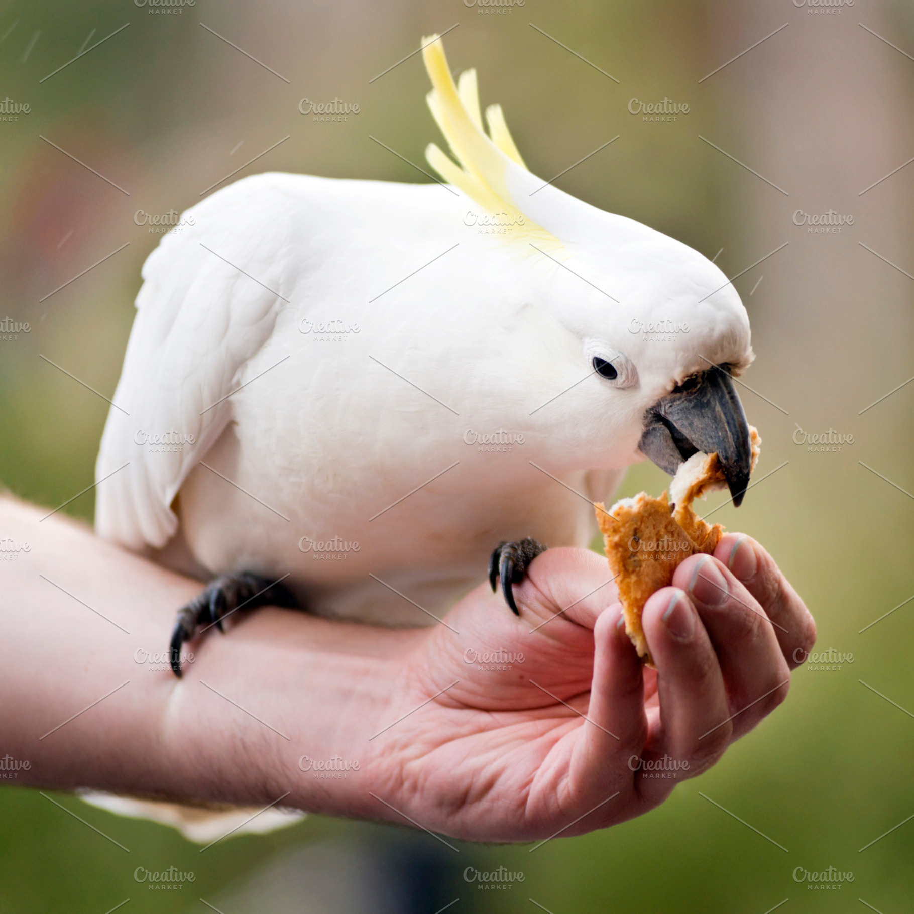 Feeding Birds, an Animal Photo by THP Creative