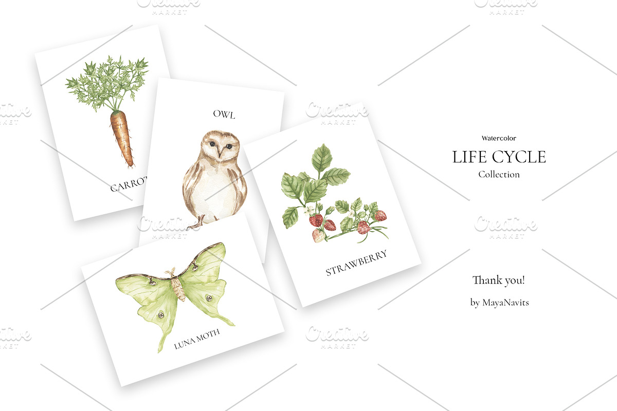 Watercolor Life Cycle Bundle 2, an Education Illustration by MayaNavits (Photo 5 of 14)