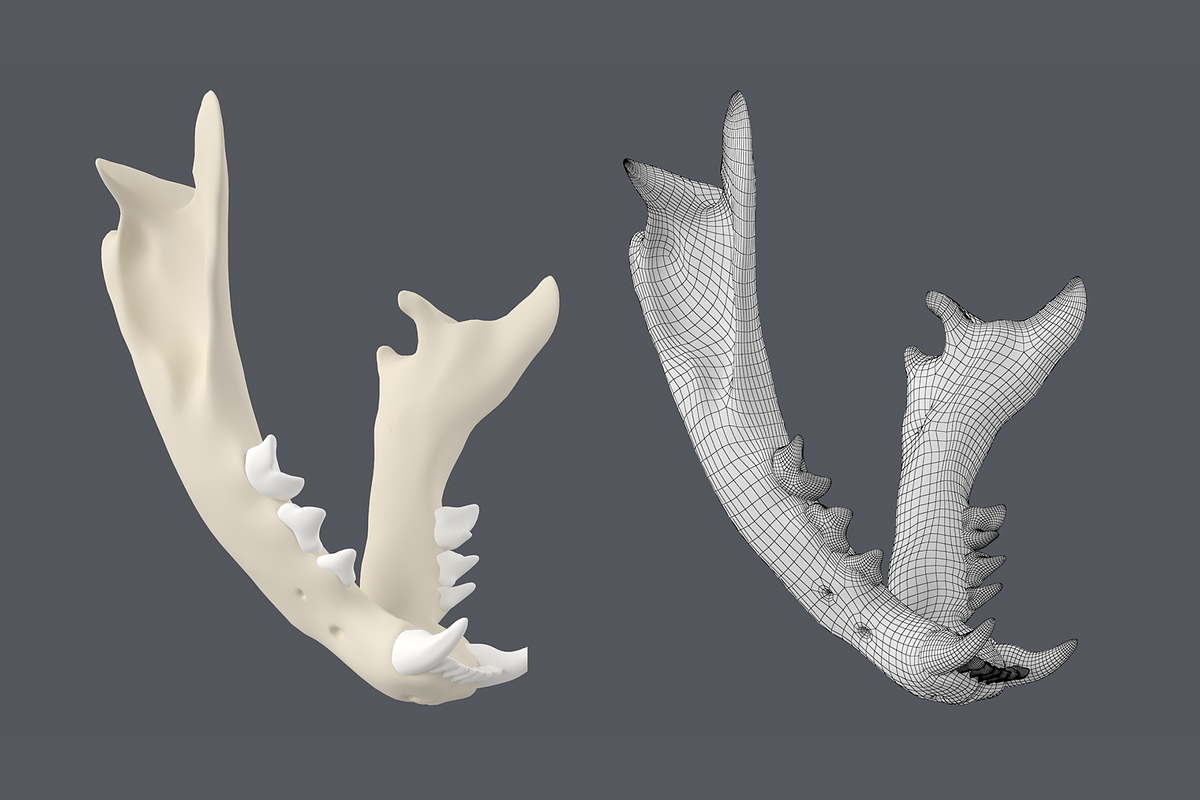 Cat Skull Base Mesh, an Animal 3D Model by VK Studio (Photo 6 of 8)