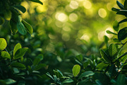 99 Frames of green leaves, a Nature Photo by Handmadefont (Thumbnail 84 of 100)
