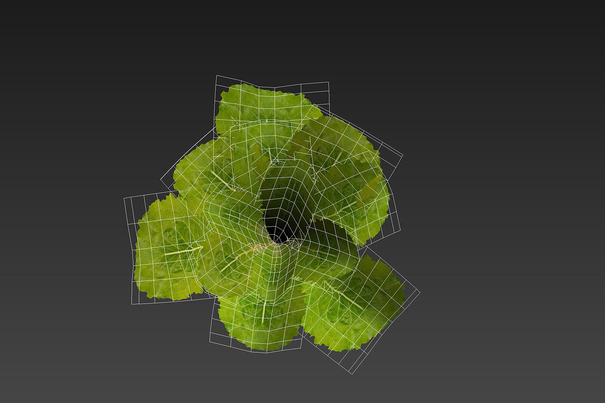lettuce grean, a Food & Drink 3D Model by AndrewWhite (Photo 5 of 16)