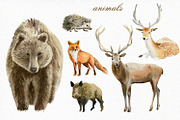 Forest watercolor designer toolkit, an Animal Illustration by Elegantia (Thumbnail 8 of 28)