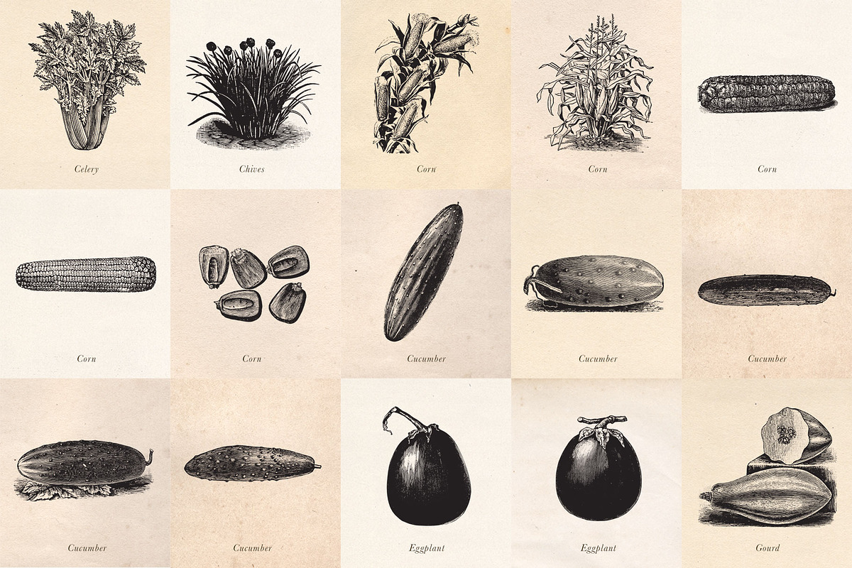 Vintage Fruit Vegetables & Flowers, an Object Graphic by Eclectic Anthology (Photo 3 of 11)