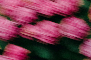 FlowerBloom 4 - Fine Art Photography