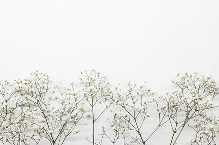 Floral composition with light, a Background Photo by Cherkas Photography