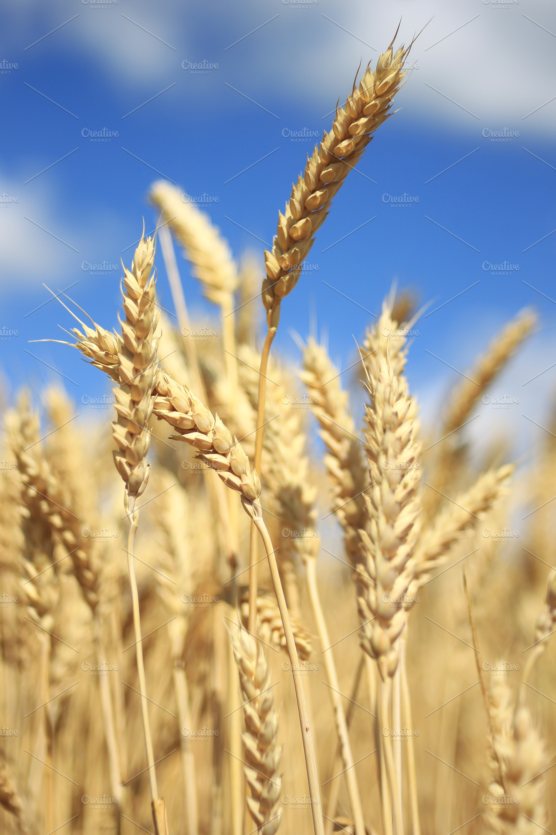 Close up of yellow ears of wheat, a Nature Photo by PSD templates and Photos