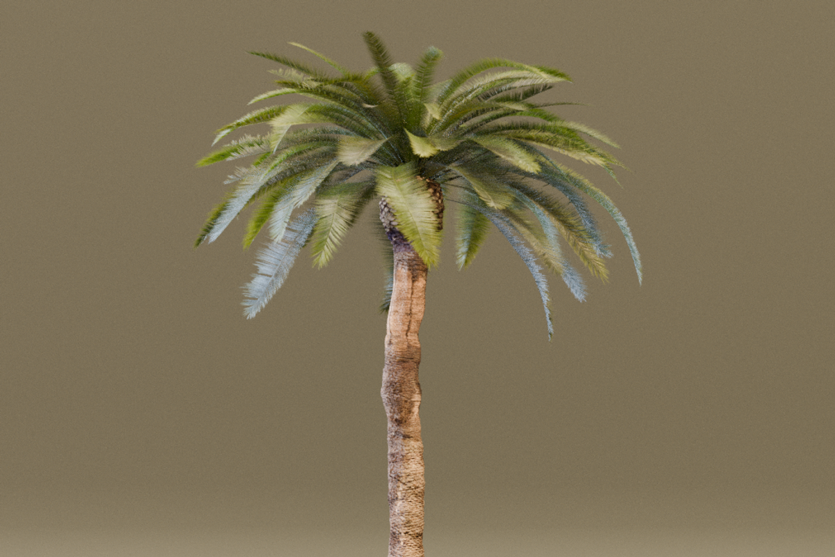 The Date Palm Tree, a Plants & Tree 3D Model by FuturePastCreatives (Photo 3 of 6)