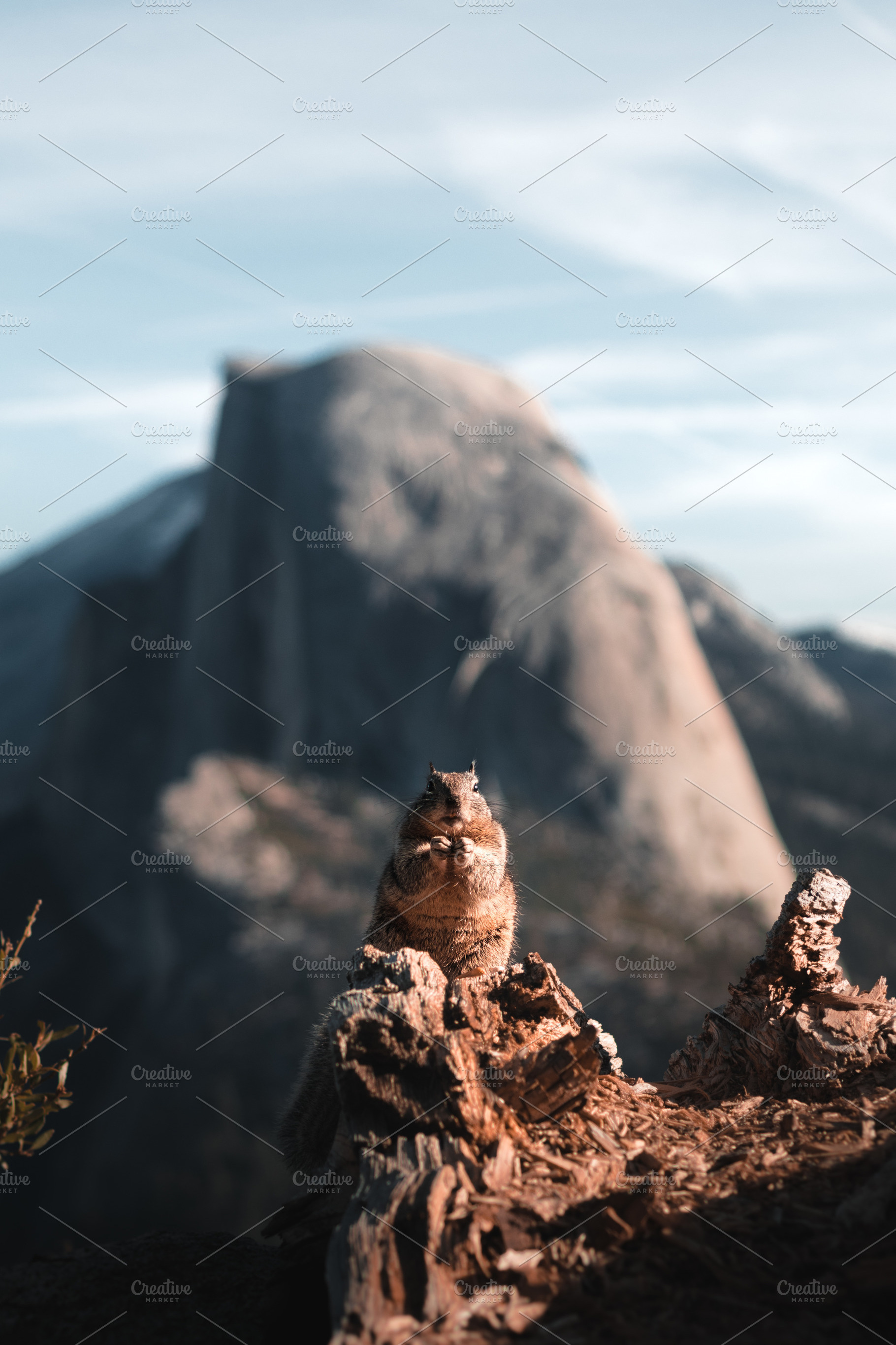 Yosemite squirrel stock photo containing squirrel and yosemite, an Animal Photo by Will Rust