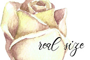 Watercolor White Roses Wedding Set, an Illustration by WBS Design (Thumbnail 8 of 8)