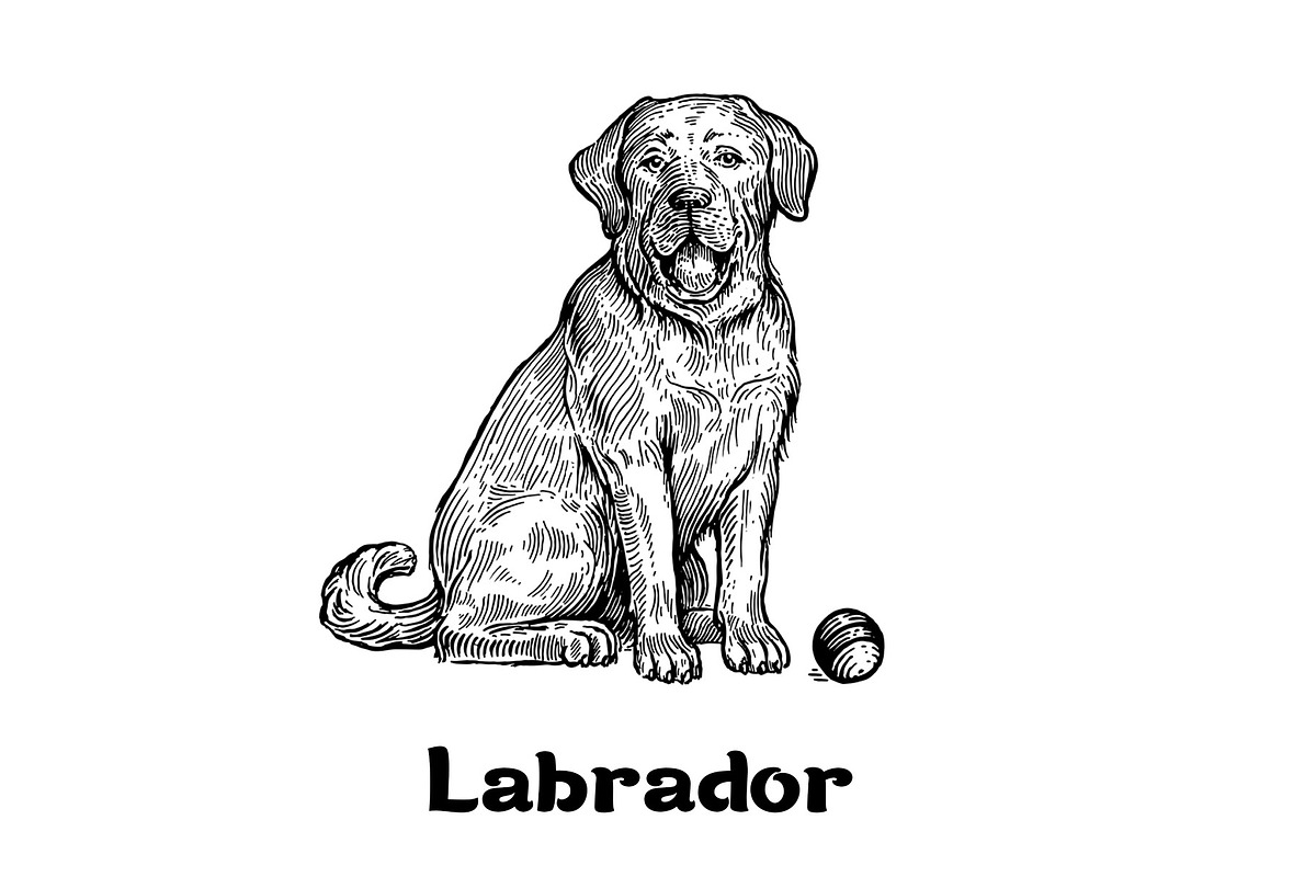 Dogs collection, part 1, an Animal Illustration by ZotovShop (Photo 3 of 9)