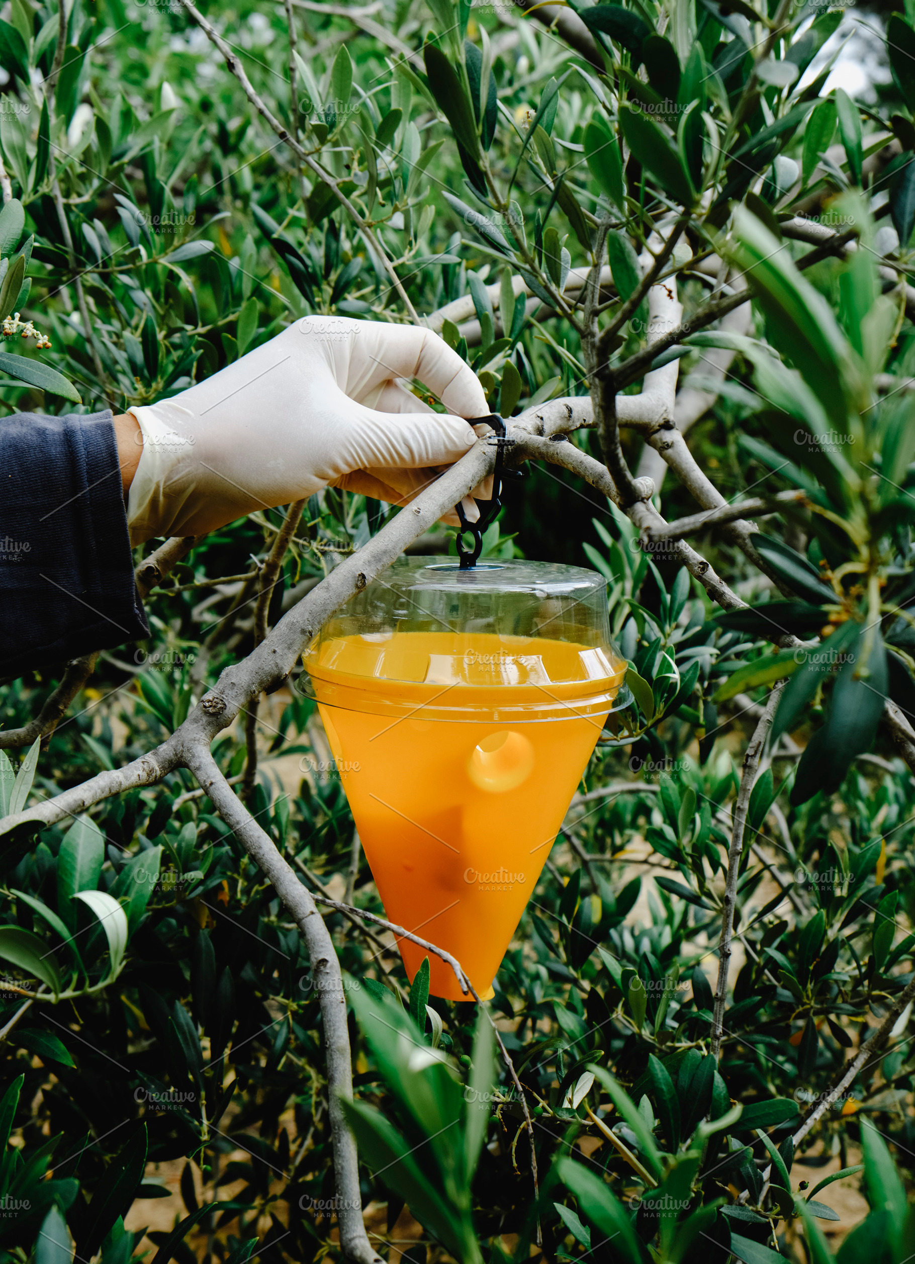 is placing a trap for flies on an olive tree, a Photo by Nito