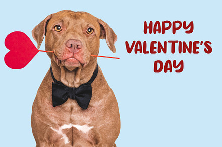 Happy Valentine's Day. Lovable dog and congratulatory inscription